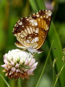 Preview wallpaper butterfly, insect, clover, plant, macro