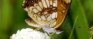 Preview wallpaper butterfly, insect, clover, plant, macro