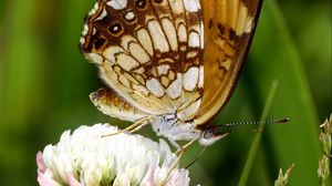 Preview wallpaper butterfly, insect, clover, plant, macro