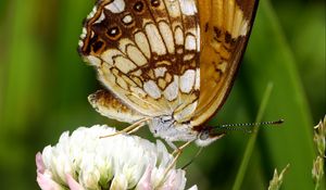 Preview wallpaper butterfly, insect, clover, plant, macro