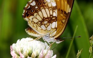 Preview wallpaper butterfly, insect, clover, plant, macro