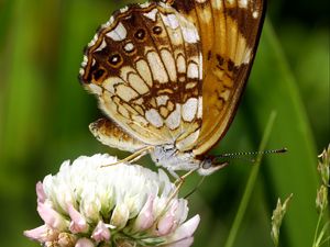 Preview wallpaper butterfly, insect, clover, plant, macro