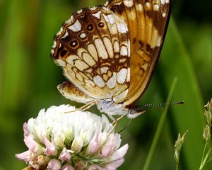 Preview wallpaper butterfly, insect, clover, plant, macro