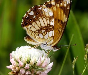 Preview wallpaper butterfly, insect, clover, plant, macro