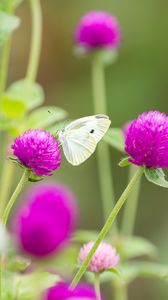 Preview wallpaper butterfly, insect, clover, flowers, macro