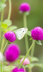 Preview wallpaper butterfly, insect, clover, flowers, macro