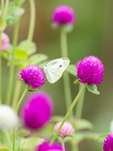 Preview wallpaper butterfly, insect, clover, flowers, macro