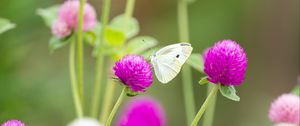 Preview wallpaper butterfly, insect, clover, flowers, macro