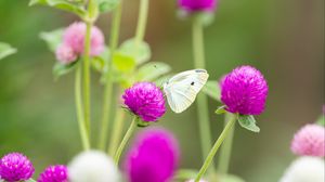 Preview wallpaper butterfly, insect, clover, flowers, macro