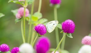 Preview wallpaper butterfly, insect, clover, flowers, macro