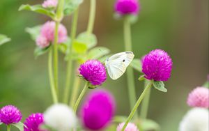 Preview wallpaper butterfly, insect, clover, flowers, macro