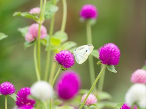 Preview wallpaper butterfly, insect, clover, flowers, macro