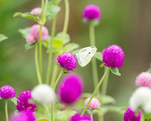 Preview wallpaper butterfly, insect, clover, flowers, macro