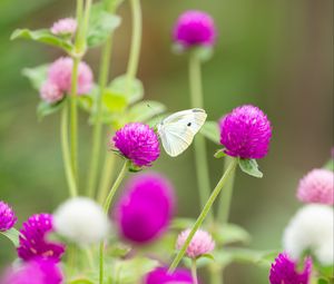 Preview wallpaper butterfly, insect, clover, flowers, macro