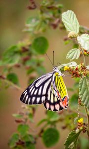 Preview wallpaper butterfly, insect, colorful, macro