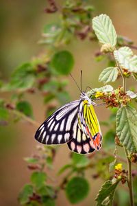 Preview wallpaper butterfly, insect, colorful, macro