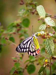 Preview wallpaper butterfly, insect, colorful, macro