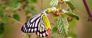 Preview wallpaper butterfly, insect, colorful, macro