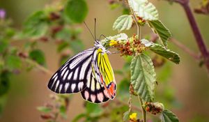 Preview wallpaper butterfly, insect, colorful, macro