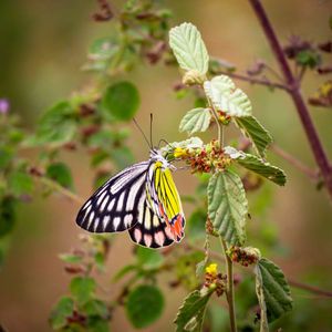 Preview wallpaper butterfly, insect, colorful, macro