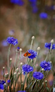 Preview wallpaper butterfly, insect, cornflowers, flowers, macro