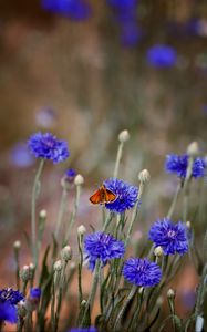 Preview wallpaper butterfly, insect, cornflowers, flowers, macro