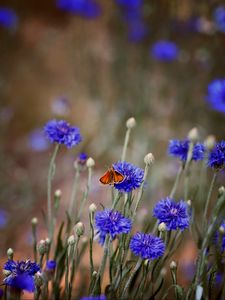 Preview wallpaper butterfly, insect, cornflowers, flowers, macro