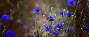 Preview wallpaper butterfly, insect, cornflowers, flowers, macro