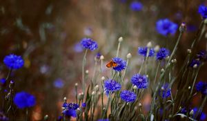 Preview wallpaper butterfly, insect, cornflowers, flowers, macro