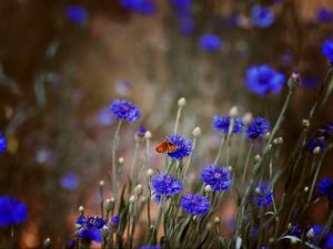 Preview wallpaper butterfly, insect, cornflowers, flowers, macro