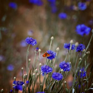 Preview wallpaper butterfly, insect, cornflowers, flowers, macro