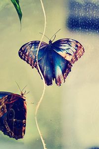 Preview wallpaper butterfly, insect, couple, background, glare