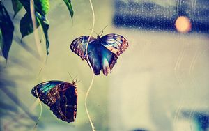 Preview wallpaper butterfly, insect, couple, background, glare