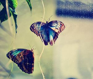 Preview wallpaper butterfly, insect, couple, background, glare