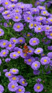 Preview wallpaper butterfly, insect, daisies, flowers, purple, macro