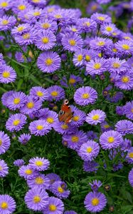 Preview wallpaper butterfly, insect, daisies, flowers, purple, macro