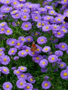 Preview wallpaper butterfly, insect, daisies, flowers, purple, macro