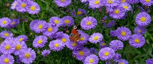 Preview wallpaper butterfly, insect, daisies, flowers, purple, macro