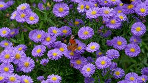 Preview wallpaper butterfly, insect, daisies, flowers, purple, macro