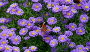 Preview wallpaper butterfly, insect, daisies, flowers, purple, macro