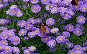 Preview wallpaper butterfly, insect, daisies, flowers, purple, macro