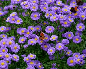 Preview wallpaper butterfly, insect, daisies, flowers, purple, macro