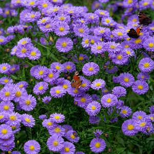 Preview wallpaper butterfly, insect, daisies, flowers, purple, macro