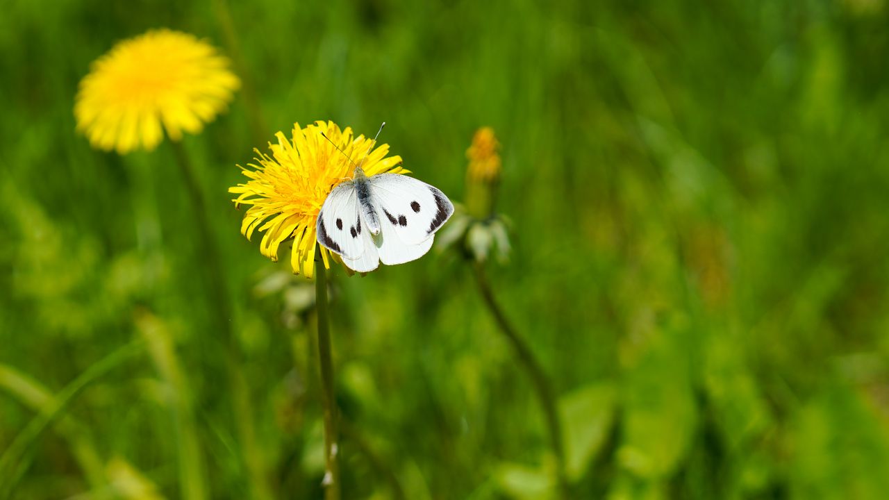 Wallpaper butterfly, insect, dandelion, flower, macro