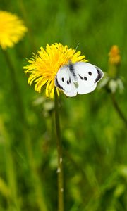 Preview wallpaper butterfly, insect, dandelion, flower, macro