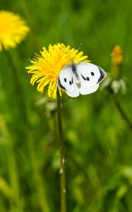 Preview wallpaper butterfly, insect, dandelion, flower, macro