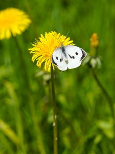 Preview wallpaper butterfly, insect, dandelion, flower, macro