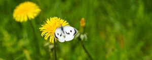 Preview wallpaper butterfly, insect, dandelion, flower, macro