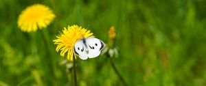 Preview wallpaper butterfly, insect, dandelion, flower, macro