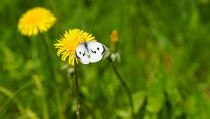 Preview wallpaper butterfly, insect, dandelion, flower, macro